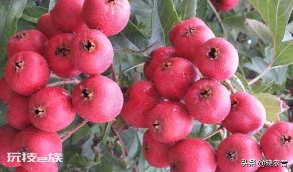山楂是什么季节的水果(国内山楂的主产地在哪里)-图片1